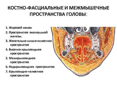 Межмышечные пространства бедра: структура и возможные проблемы