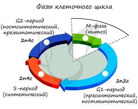 Мейоз: ключевой этап в генетической дивергенции