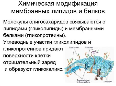 Мембранные белки: многообразие и роли