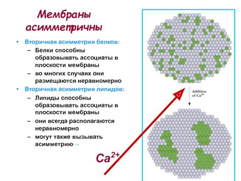 Мембраны: ключевые точки для многих функциональных групп белков