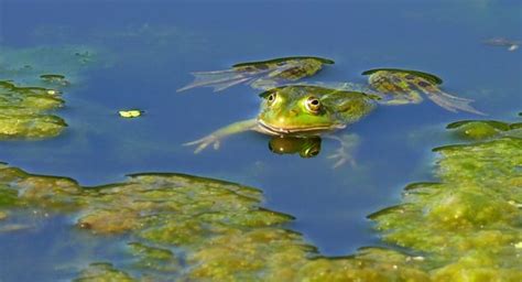 Мертвая лягушка в воде: символ утраты и окончания