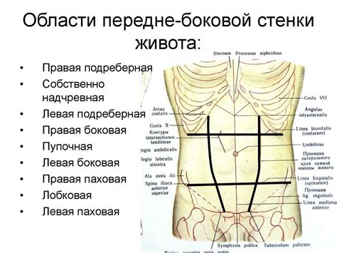 Места инъекций в области живота