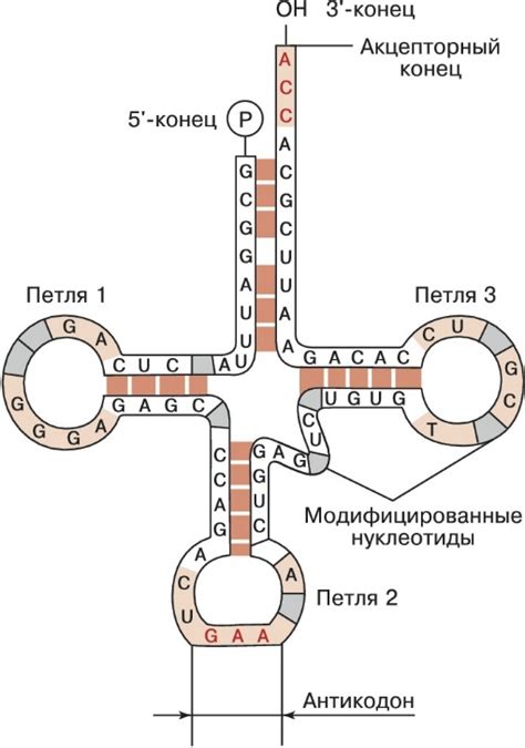 Места синтеза и обновления основного белка крови в организме: ролевые центры и обновление состава