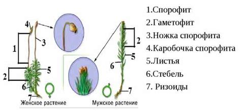 Местонахождение антеридиев у кукушкина льна: особенности размещения