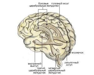 Местонахождение и структура латеральных желудочков мозга