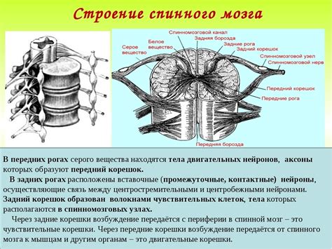 Местонахождение и функции нейронных клеток в наиболее глубоких секциях спинного мозга: связь с контролем движений