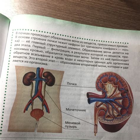 Местонахождение компонентов системы выделения мочи в организме