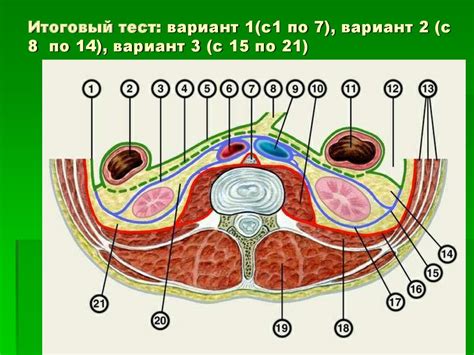 Местонахождение поясничной области