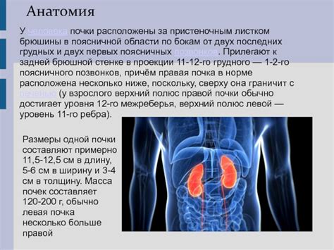 Местонахождение правой почки у женщин