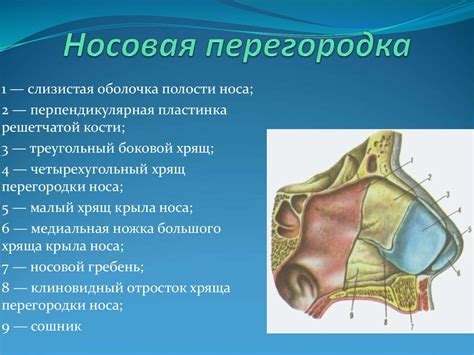 Местонахождение прозрачного хряща в носовой перегородке и ушных оболочках