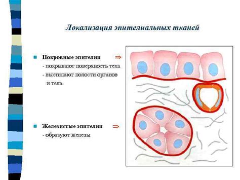 Местонахождение эпителиальных покровов: поверхность внутренних органов и кожа