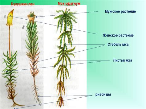 Местообитания и ареал мха сфагнум в биотопах лесного региона