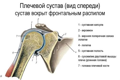 Местоположение плечевого костного отростка у человека