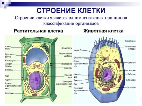 Местоположение центра клетки растения: основные положения и связи