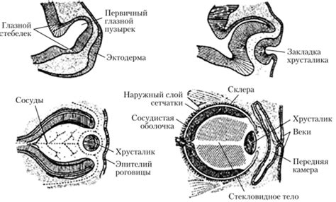 Месяц: развитие зрительной системы