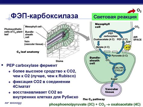 Метаболические процессы: особенности в клетках спирогиры и растений