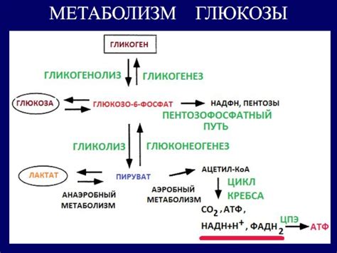 Метаболические процессы и пути циркуляции азота в организме человека