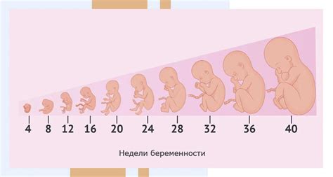 Методы, применяемые при определении характеристик развития эмбриона в 16 недель беременности