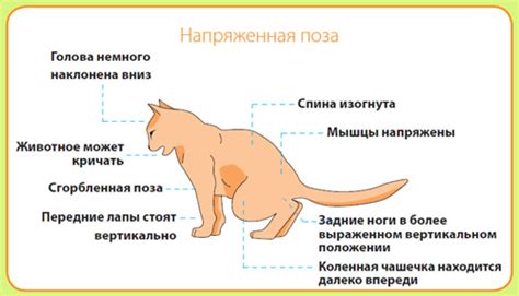 Методы выявления болезни у питомца
