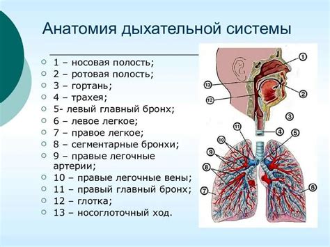 Методы изучения анатомии дыхательной системы со спины