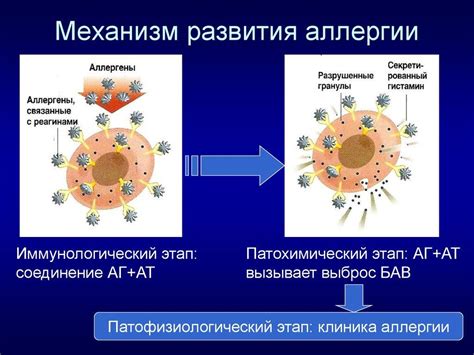 Механизмы, связанные с повышением уровня витамина D и усилением аллергической реакции