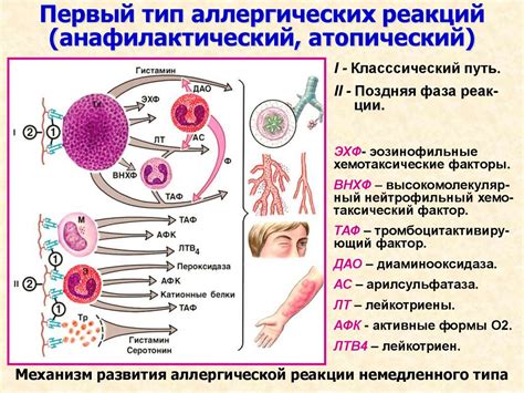 Механизмы воздействия аллергической реакции на уровень лимфоцитов