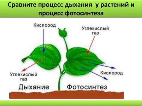 Механизмы выделения кислорода у растений