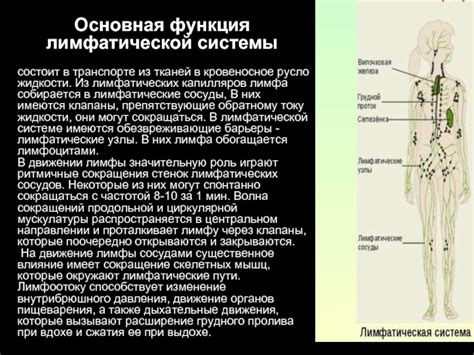 Механизмы движения лимфы и ее взаимодействие с покровными сосудами