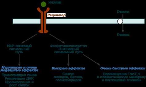 Механизмы образования амилазы: основные отправные точки