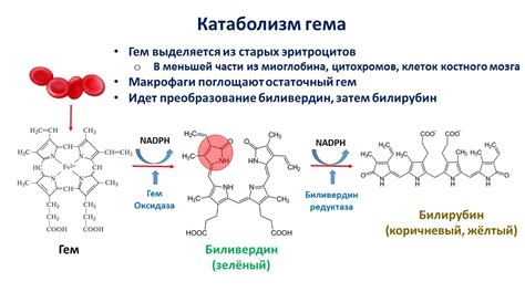 Механизмы образования и функции билирубина