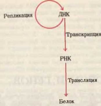 Механизмы передачи кожного пигмента: важность генетического наследования