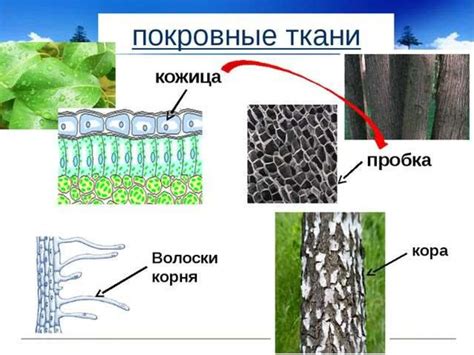 Механизмы передвижения белка по организму человеческого существа