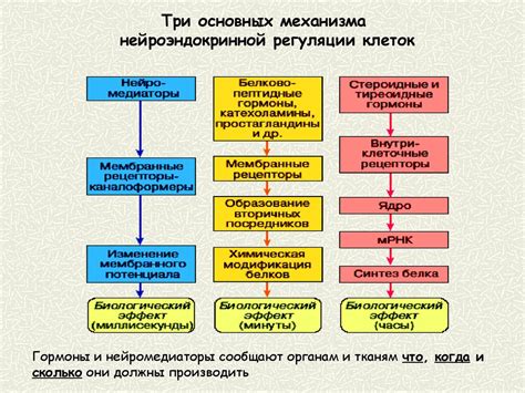 Механизмы работы основных функций гланд