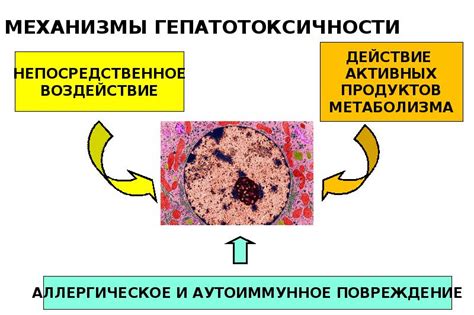 Механизмы развития гепатотоксичности