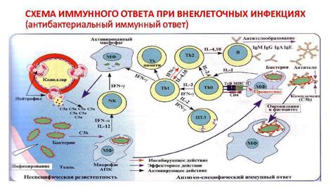 Механизмы распространения патогена за пределы организма