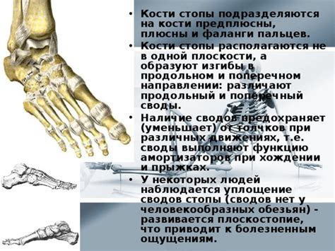 Механизмы формирования кости в продольном направлении: в поиске ключей к росту и развитию скелета