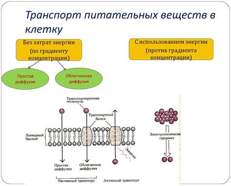 Механизмы формирования резервного источника питательных веществ у микроорганизмов