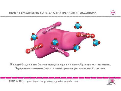 Механизм действия Гепа мерц и Фосфоглива