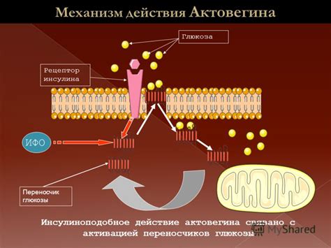 Механизм действия Гипотиазида