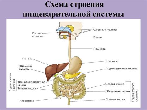 Механизм действия Лив 52 на органы пищеварительной системы