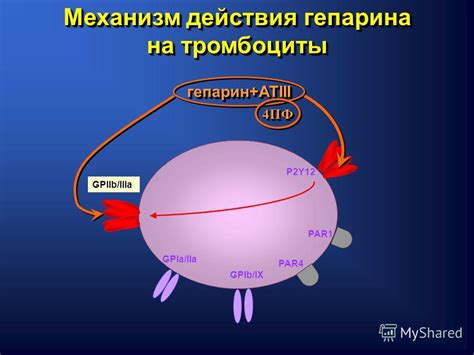 Механизм действия гепарина в организме