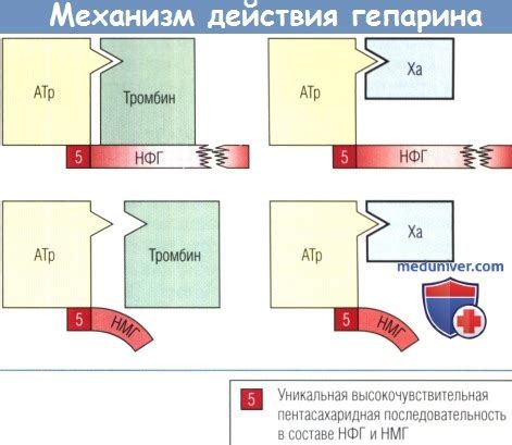 Механизм действия гепарина и Лиотона