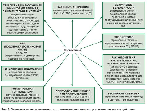 Механизм действия гестагенов и их роль в организме