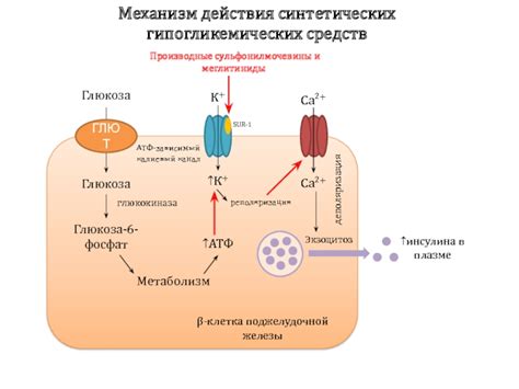 Механизм действия гипогликемических средств