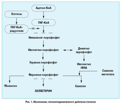 Механизм действия гиполипидемического препарата на организм