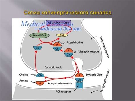 Механизм действия холитилина