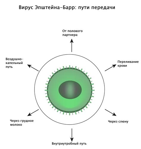 Механизм передачи вируса от родительского организма к молодому