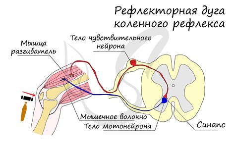 Механизм формирования рефлекторной дуги в электрической системе