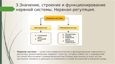 Механическое значение стержневых структур организма