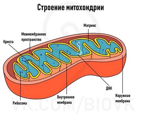 Митохондрии: главные "фабрики" энергии для животных